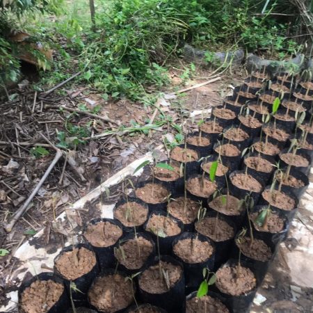 news okt 2020 - durian farm 12