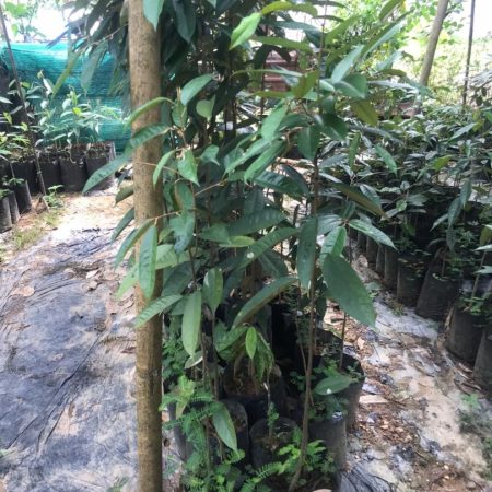 news okt 2020 - durian farm 14