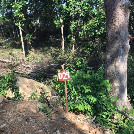 update Jun 2020_durian progress 10