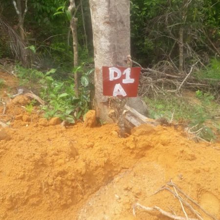 update Jun 2020_durian progress 12