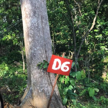 update Jun 2020_durian progress 15