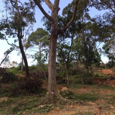 update Jun 2020_durian progress 17