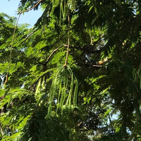update Jun 2020_durian progress 19