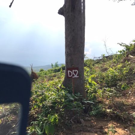 update Jun 2020_durian progress 3